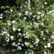 Rose 'Sanders White Rambler': Bild 5/8