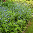 Brunnera macrophylla: Bild 3/5