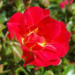 Rose 'Red Compact Meidiland': Bild 3/6