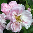 Rose 'Quatre Saisons': Bild 2/5
