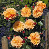 Rose 'Arabia' - Moderne Strauchrose