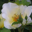 Rose 'White Wings': Bild 4/4