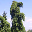 Picea omorika 'Pendula Bruns': Bild 2/2