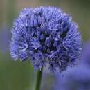 Allium caeruleum - Sibirischer Enzianlauch