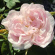 Rose 'Alfred de Dalmas'(centifolia): Bild 3/4