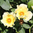 Rose 'Golden Wings' (pimpinellif.): Bild 2/4