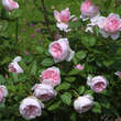 Rose 'Geoff Hamilton': Bild 6/7