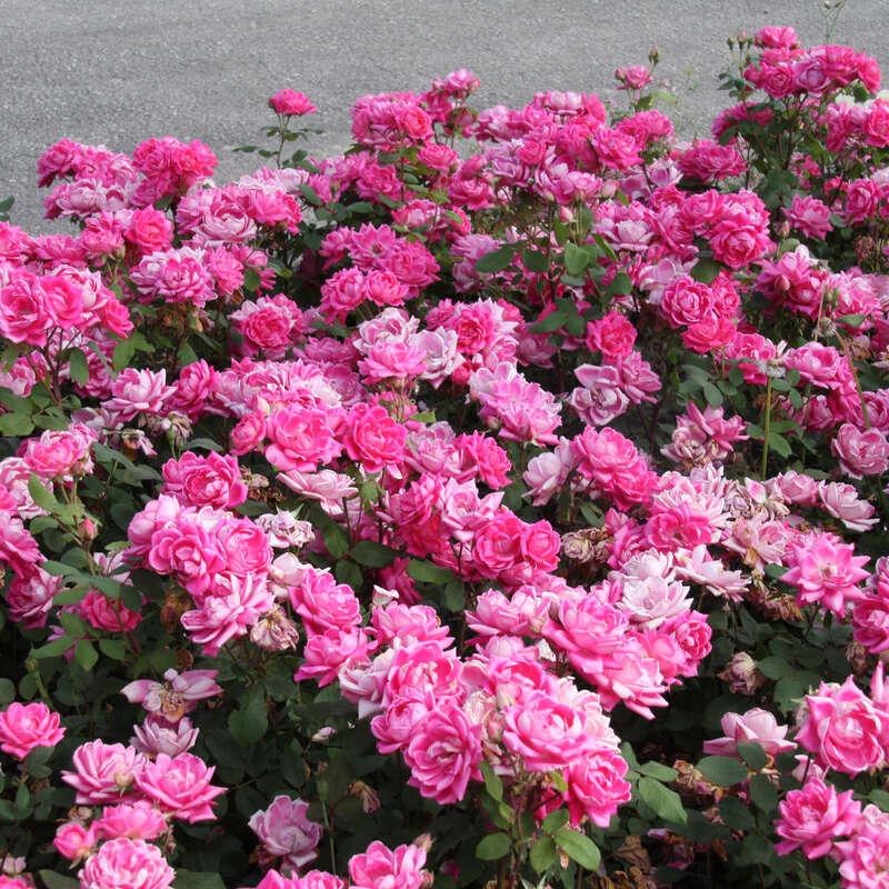 Bodendeckerrose - Rose 'Pink Double Knock Out' - rosa