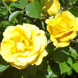 Rose 'Golden Bonica': Bild 4/4
