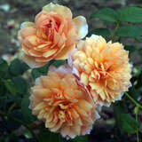 Rose 'Grace' - Englische Strauchrose