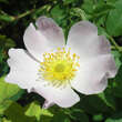 Rosa tomentosa: Bild 2/2