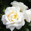 Rose 'Caroline Victoria': Bild 2/3