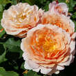 Rose 'Sonnenwelt': Bild 2/5