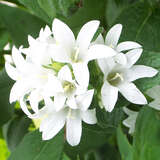 Campanula lactiflora 'Alba' - Dolden-Glockenblume