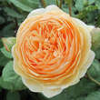 Rose 'Crown Princess Margareta': Bild 5/6