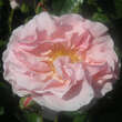 Rose 'Twiggy's Rose': Bild 3/7
