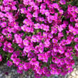 Aubrieta 'Roter Teppich': Bild 1/1