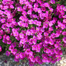 Aubrieta 'Roter Teppich' - Blaukissen