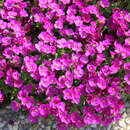 Aubrieta 'Roter Teppich' - Blaukissen