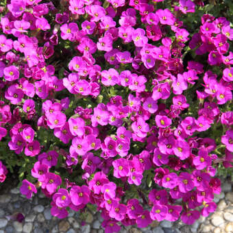 Aubrieta 'Roter Teppich'