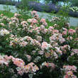 Rose 'Oleanderrose': Bild 6/7