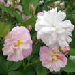 Rose 'Parfum d'Evita': Bild 5/6