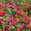 Rose 'Red Compact Meidiland': Bild 6/6