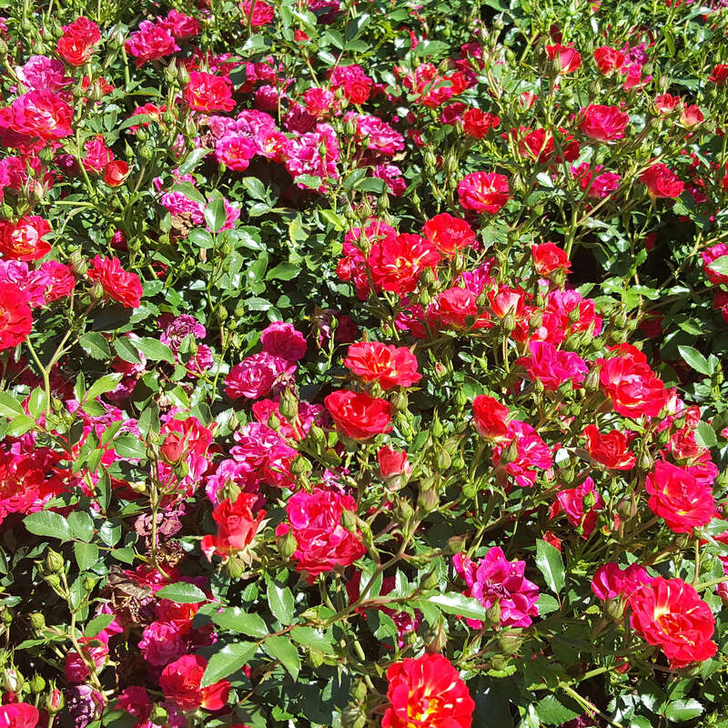 Bodendeckerrose Rose Red Compact Meidiland Rot bodendeckerrose-rose-red-compact-meidiland-rot