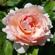 Rose 'Princesse Charlene de Monaco': Bild 6/9