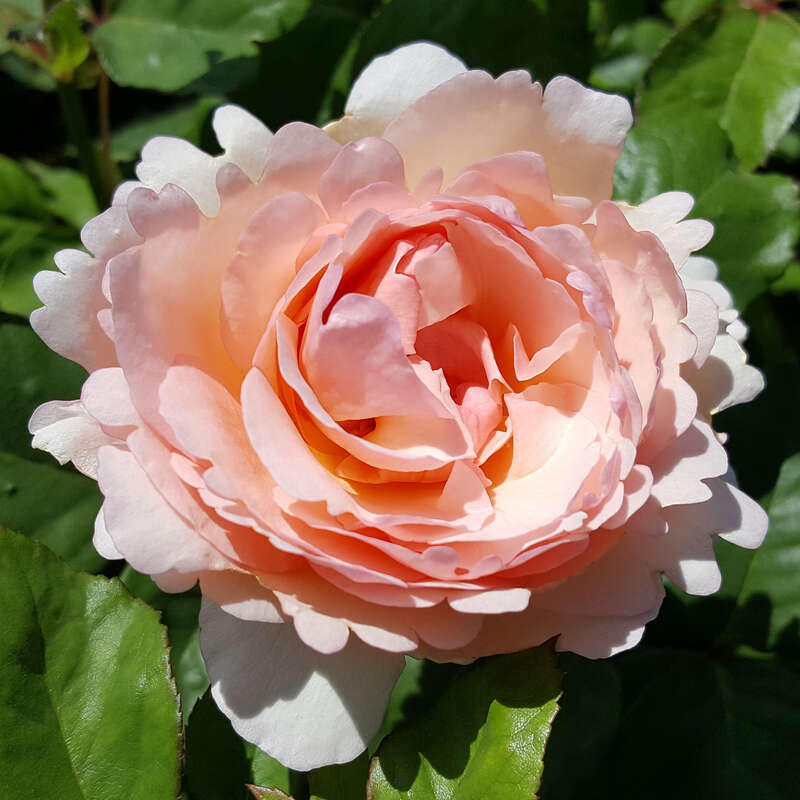 Moderne Edelrose Rose Princesse Charlene De Monaco Rosa