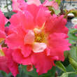 Rose 'Bajazzo': Bild 5/5