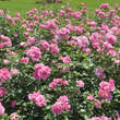 Rose 'Play Rose': Bild 3/4
