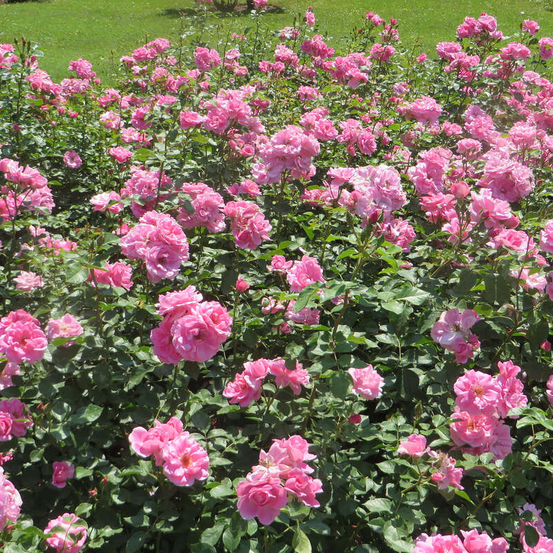 Rose Play Rose Play