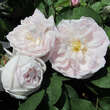 Rose 'Alfred de Dalmas'(centifolia): Bild 4/4