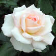 Rose 'Bloom of Ruth': Bild 2/2