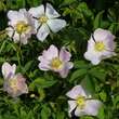 Rosa jundzillii: Bild 2/6
