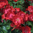Rose 'Chorus': Bild 4/4