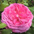 Rose 'Young Lycidas': Bild 2/3