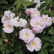 Rose 'Narrow Water': Bild 2/3
