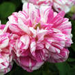 Rose 'Tricolore de Flandre' (gall.): Bild 4/4