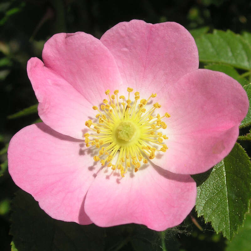Weinrose Rosa rubiginosa rosa