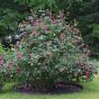 Rose 'Leopold Ritter' (multiflora): Bild 3/3
