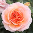 Rose 'Chippendale': Bild 4/4