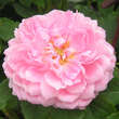 Rose 'Alan Titmarsh': Bild 2/3