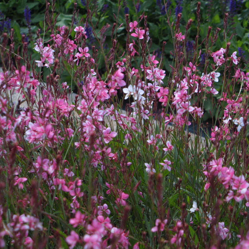 Prachtkerze Gaura lindheimeri 'Siskiyou Pink' rosa