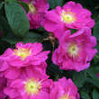 Rose 'Officinalis' (gallica): Bild 5/5