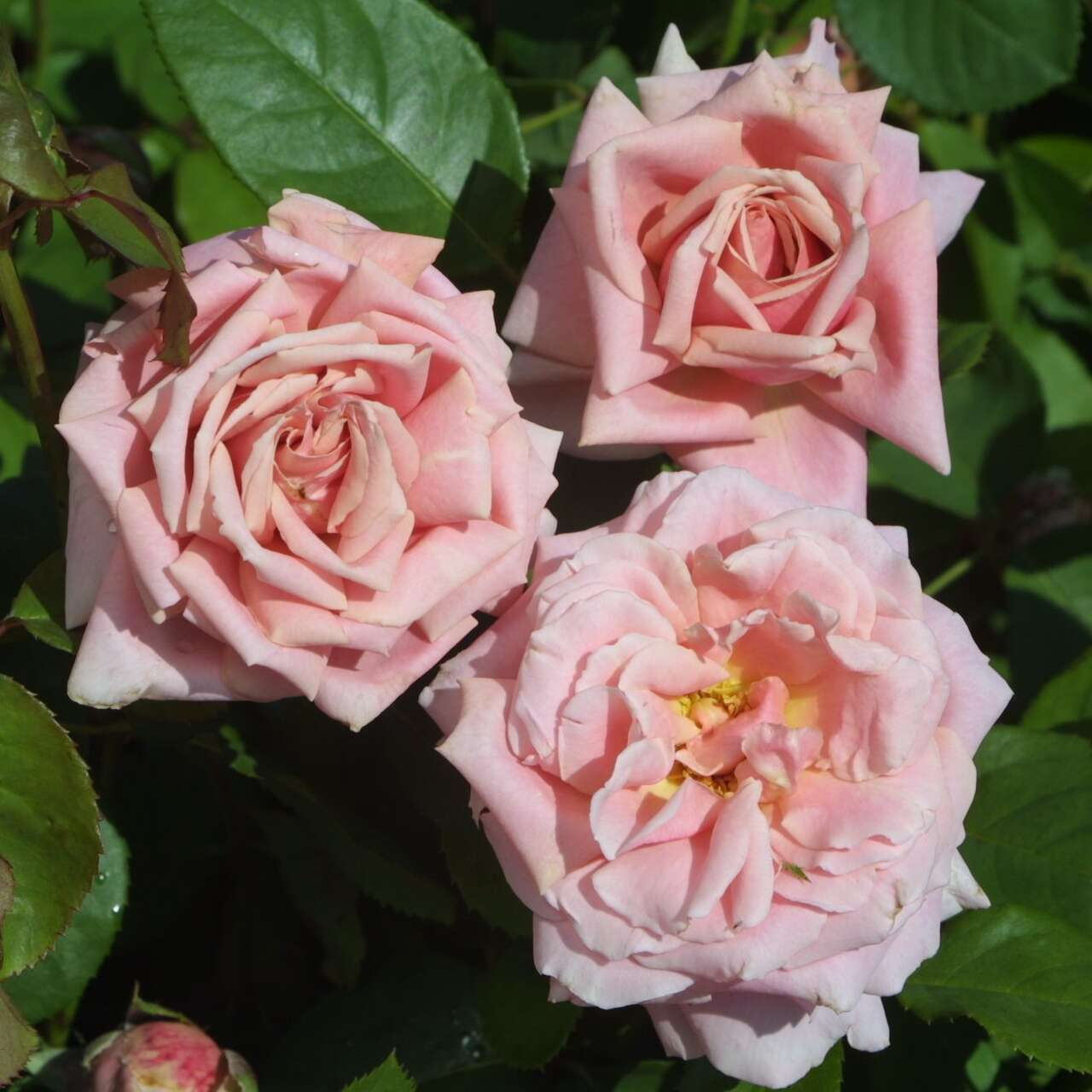 Moderne Edelrose - Rose 'Frederic Mistral' - rosa