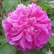 Rose 'Sophy's Rose': Bild 4/6