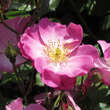 Rose 'Lavender Dream': Bild 4/5