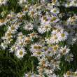 Boltonia asteroides 'Snowbank': Bild 3/3